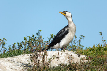 Little Pied Cormorant, Phalacrocorax melanoleucos, perched in a natural dune setting, isolated from...