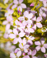 Golden Diosma in flower, close up detail of small pink flowers, separated by shallow depth of field.