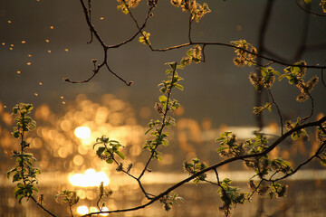 Autumn Lights