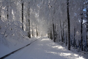 Obraz premium Winterwald