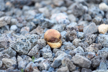 Little boletus with red hat and thick leg growing on stone road in the forest.