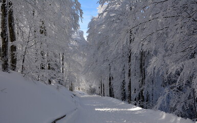 Winterwald