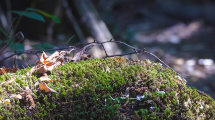 moss in the forest