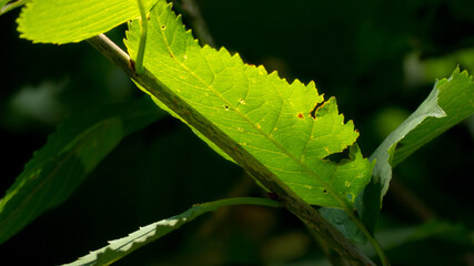 glowing leaf on a tree in the dark