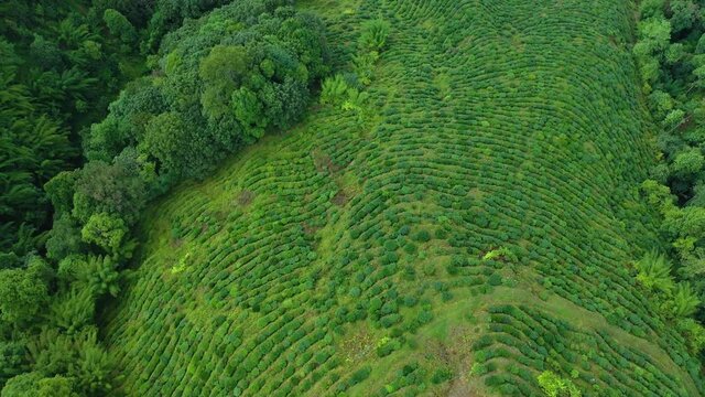Tea fields of Darjeeling, India from above. Slow Drone shot.