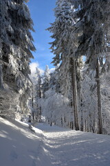 Winterwald