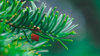 Naklejka na ściany i meble pine tree branch with red berries