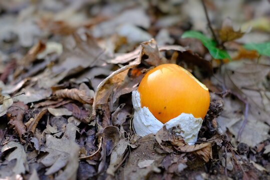 amanita caesarea, mushroom picking in the woods