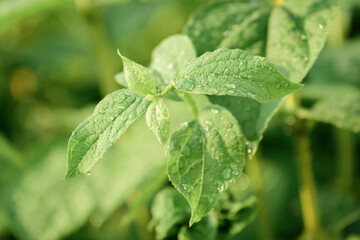 Green leaves of planted cucumbers in greenhouse.