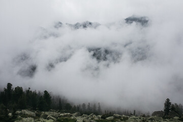 Obraz premium fog in the forest