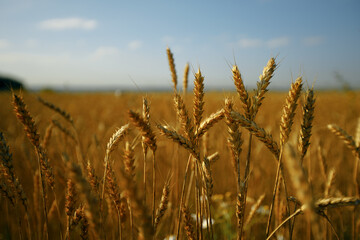 Fototapeta premium Close-up of rye ears, field of rye on a summer day 