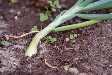 Green onion planted in the ground.