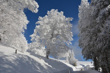 Winter im Schwarzwald
