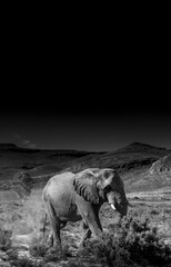 Fototapeta premium Elephant