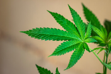 Leaf of a hemp plant