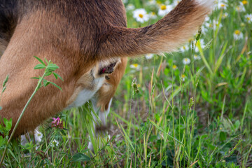 Obraz premium Dog poops while walking