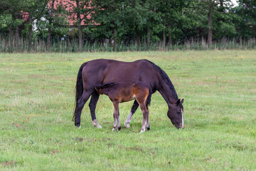 Fototapeta premium Horse with her foal in a pasture