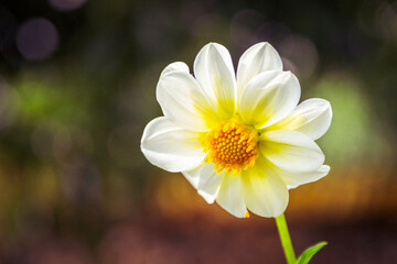 white and yellow large feathered dahlia ( Dahlia pinnata )