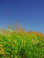 土手に茂るセイバンモロコシと夏空