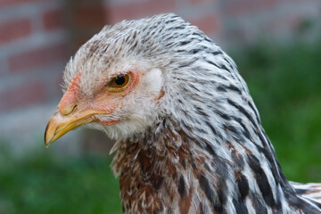 portrait of a young Brahma salmon chicken, made on 12 september 2020 in Weert the Netherlands