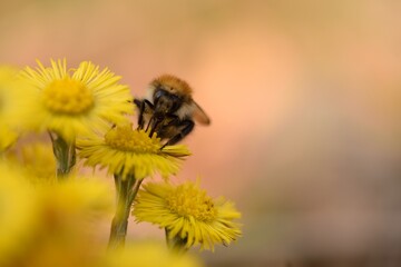 Honey Bee on Dandelion