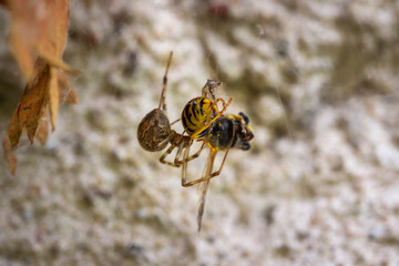 A wasp got caught in a spider's web