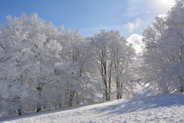 Obraz premium Winter im Schwarzwald