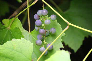 dark blue and green grapes growing