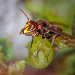 Macro - hornet on a bunch of grapes