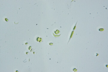 微生物　顕微鏡写真