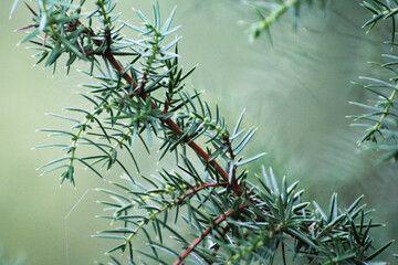 green larch twigs in the forest