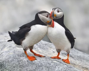 Wall murals Puffin a bonded pair of Atlantic Puffins in courtship