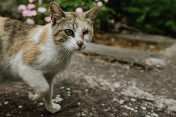 Naklejka na ściany i meble cat in the garden. Wild cat with an injured eye