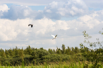 Herons in flight over a swamp.