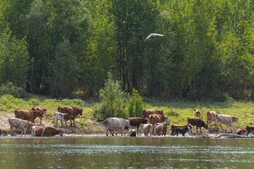Obraz na płótnie Canvas A herd of cows in the afternoon on waterhole on the river. Some cows went into the water. The river bank is overgrown with poplars. River gull flies by