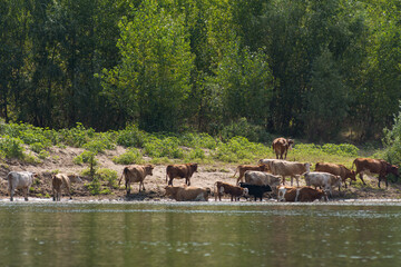 Rural landscape. Herd of cows on a watering-place on the river at noon. Some cows went into the water. The river bank is overgrown with poplars