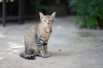 Portrait of beautiful thai cat cute and naughty of kitten or cat concept. pet animal. Cat...