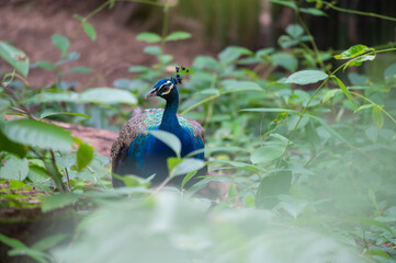 Portrait of beautiful peacock in nature.