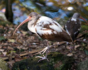 White Ibis stock photo. White Ibis juvenile bird close-up profile view by the water with blur background displaying brown feathers plumage, in its environment and habitat. Portrait. Image. Picture.