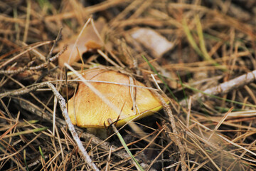 autumn mushroom in the forest litter