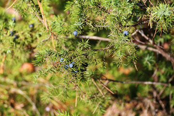 green juniper with fruit in the forest