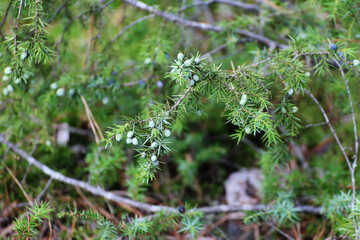 green juniper with fruit in the forest