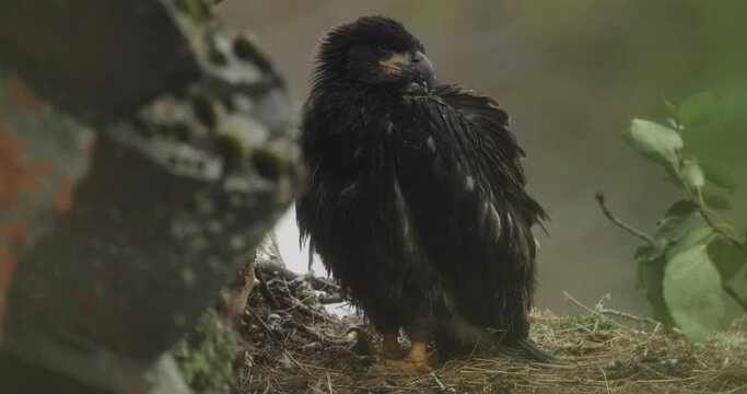 Baby eagle in its nest in the pouring rain in Alaska. The eagle is a baled head eagle.
