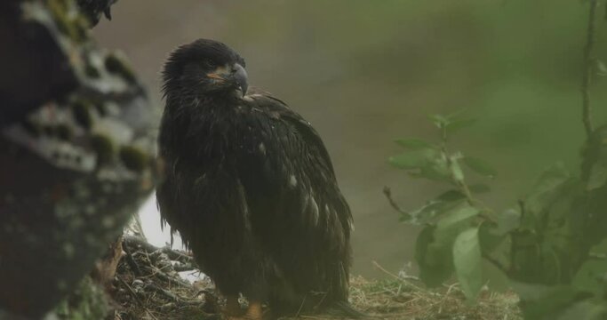 Baby eagle in its nest in the pouring rain in Alaska. The eagle is a baled head eagle.