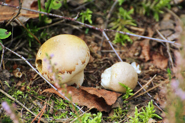 inedible white mushrooms in the forest