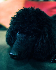 dog poodle lies on the sofa