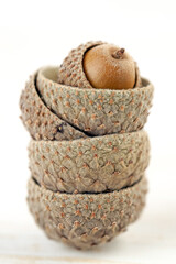 Stack acorn head caps with one full little seed above isolated on light painted shabby wood background macro vertical wallpaper © Tanaly