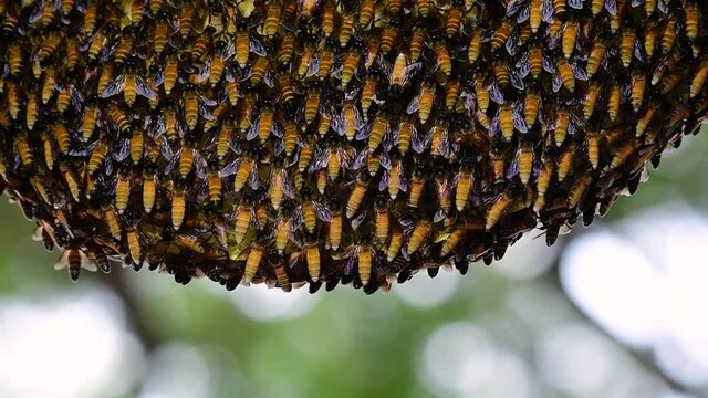 Giant Honey Bees are known to build large colonies of nest with symmetrical pockets made of wax for them to store honey as their food source.
