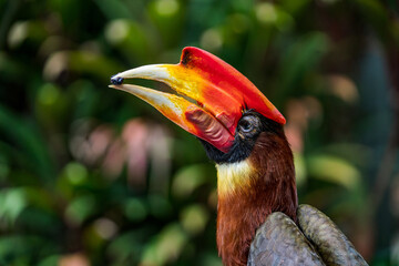 Close up image of Southern rufous hornbill.