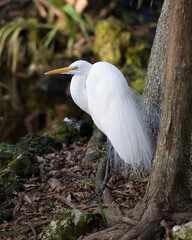 Great White Egret stock photo. Close-up profile view by the water and trees displaying white feathers plumage, beak, black legs, with a foliage background in its environment. Picture. Image.